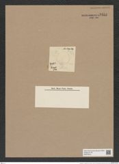 Hyalodiscus ? borealis Grun. (de-Toni-Nr.: Genus 219) Zeichnungen Sammlung Grunow Nr. 9454 (NHMW-BOT-W0379315)